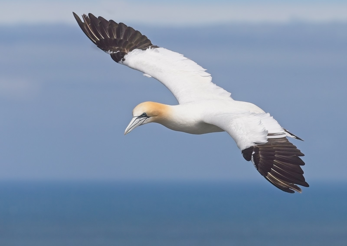 3rd Gannet by John Hughes